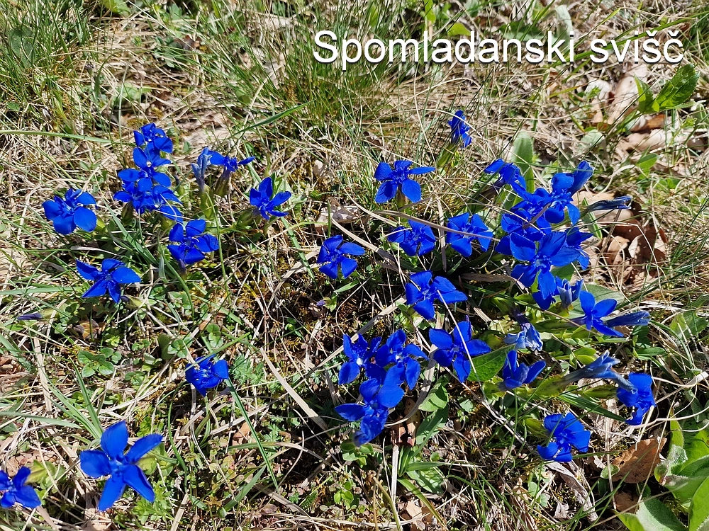 Slika je vidna v Google Chromu.