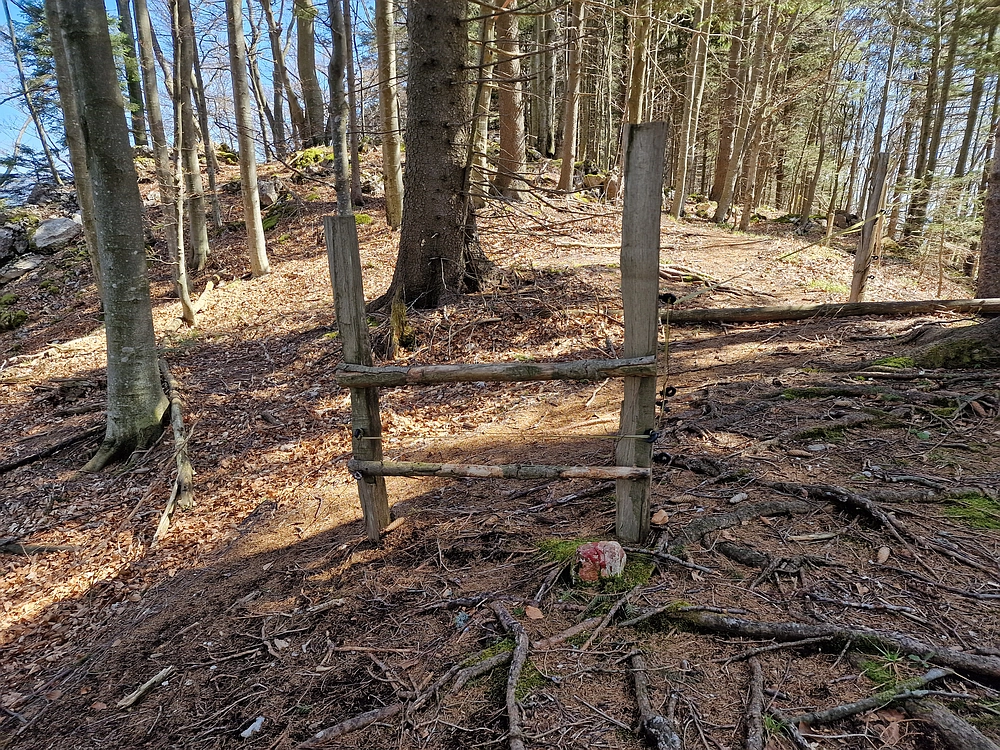 Slika je vidna v Google Chromu.