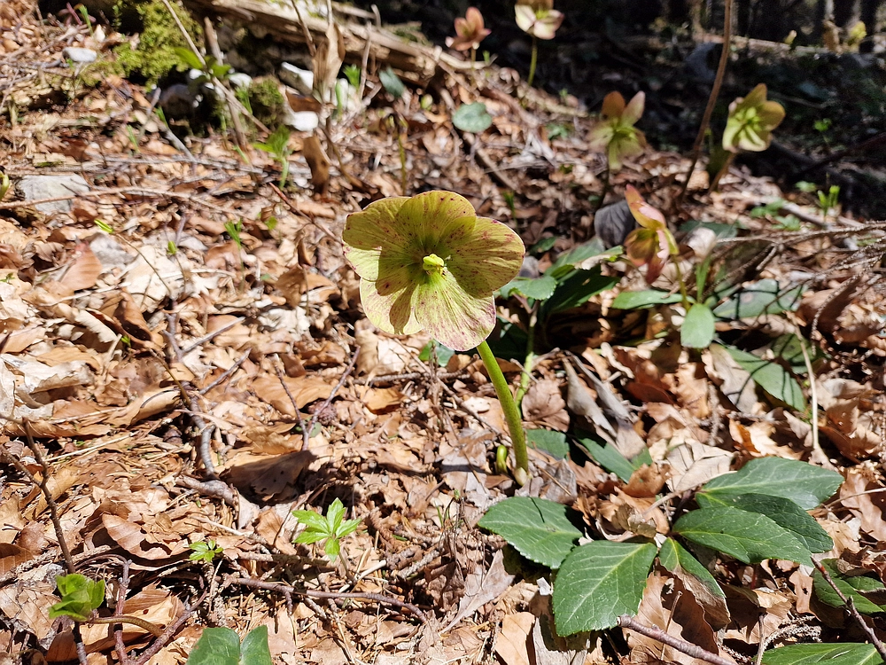 Slika je vidna v Google Chromu.