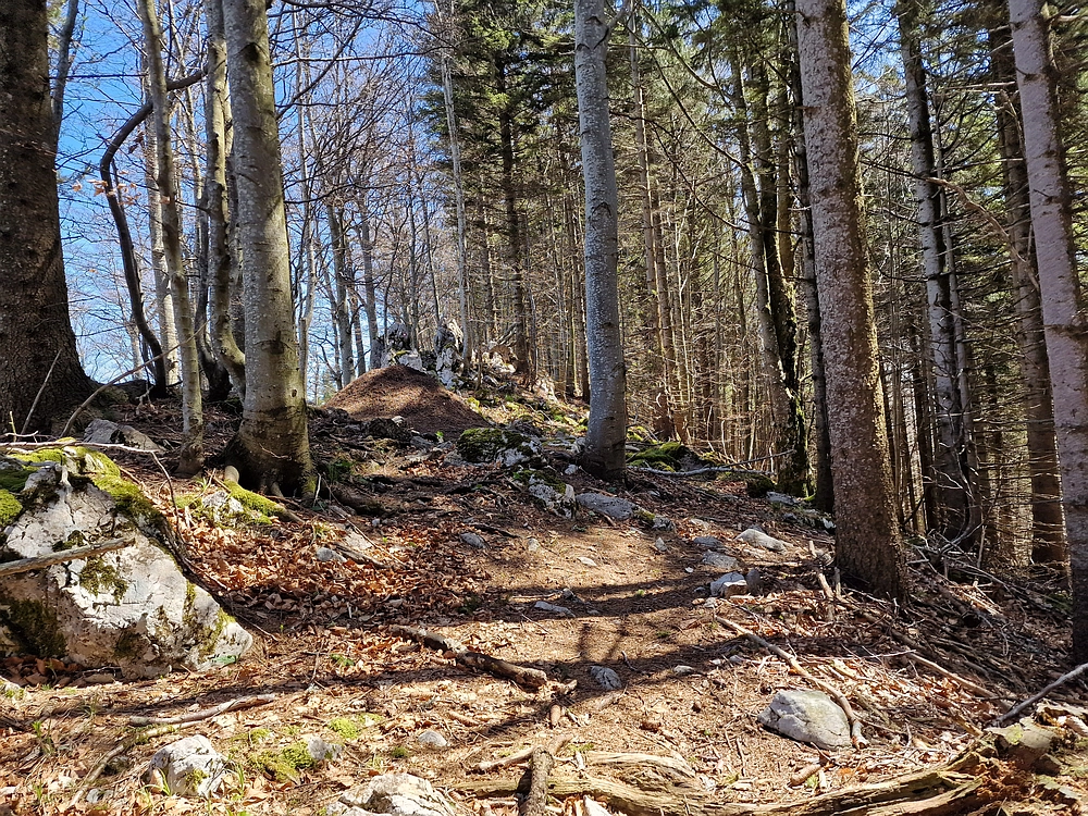 Slika je vidna v Google Chromu.