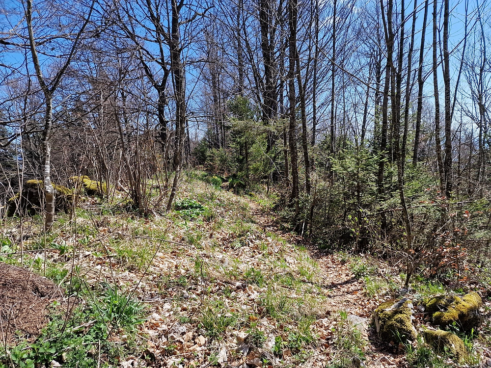 Slika je vidna v Google Chromu.