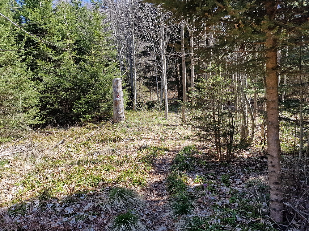 Slika je vidna v Google Chromu.