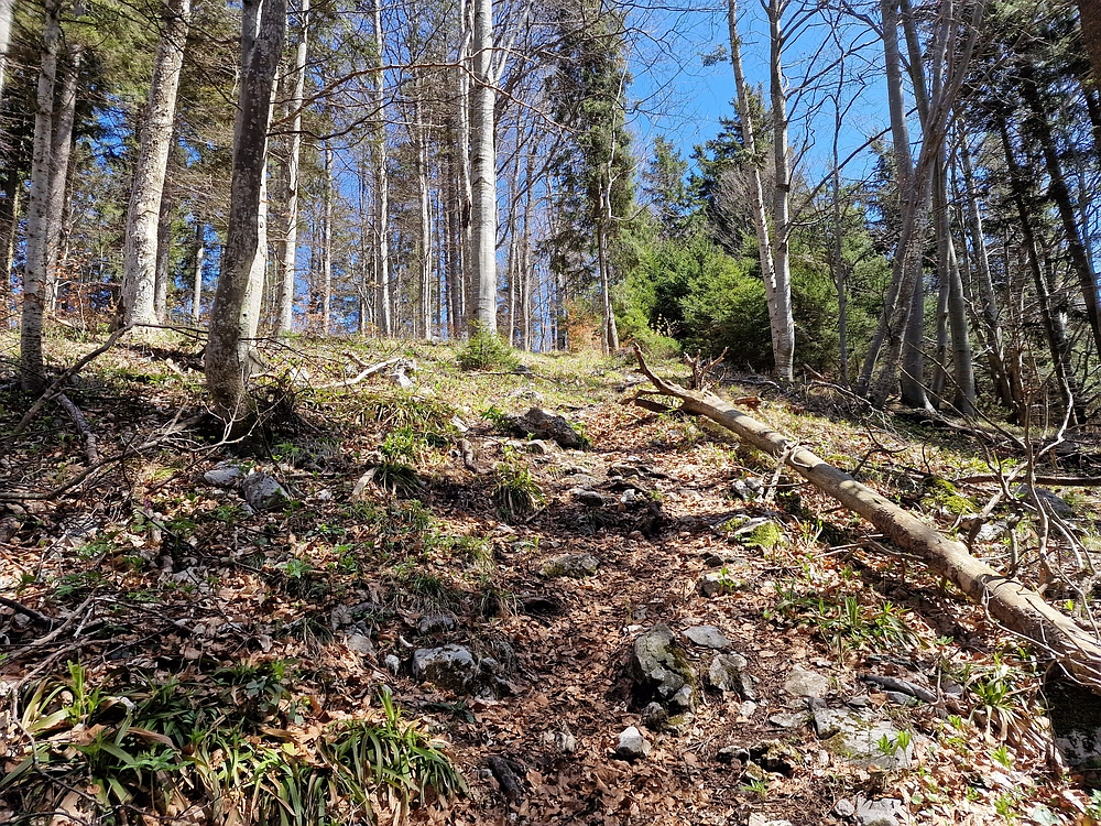 Slika je vidna v Google Chromu.