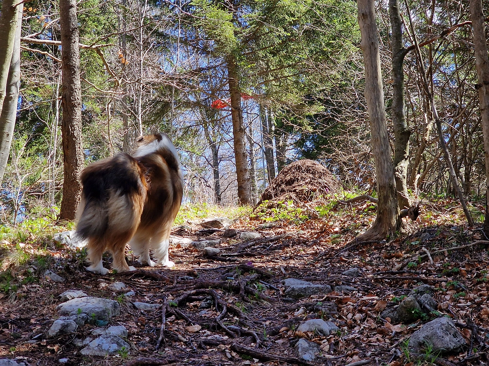 Slika je vidna v Google Chromu.