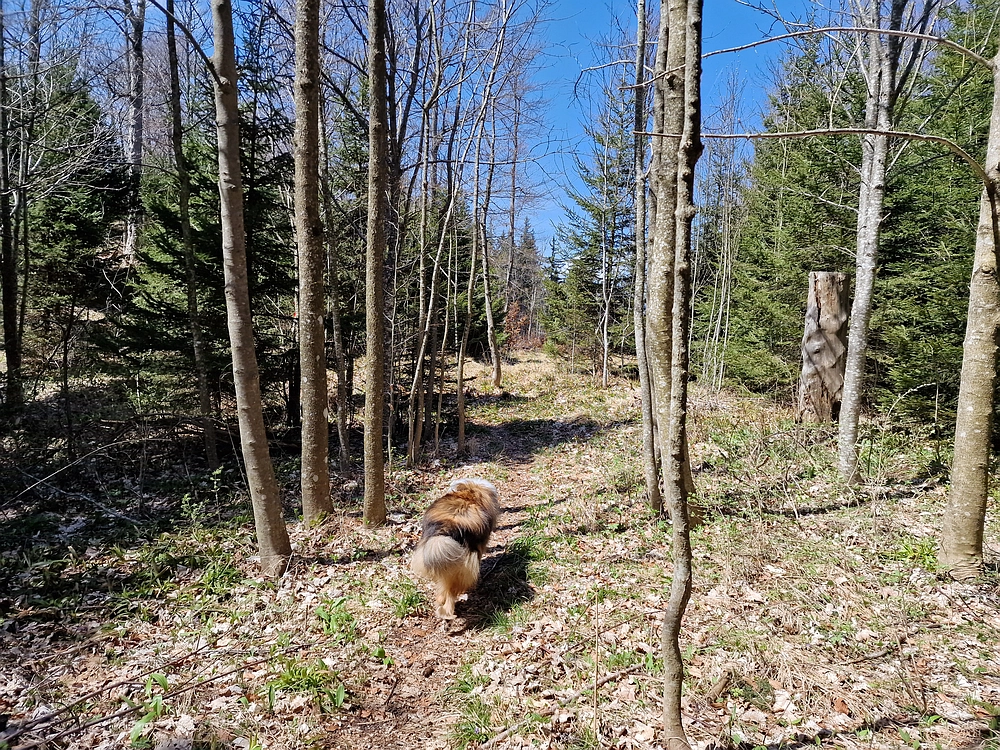 Slika je vidna v Google Chromu.