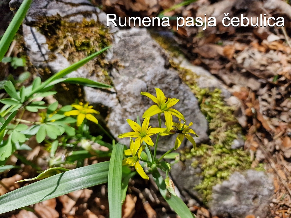 Slika je vidna v Google Chromu.