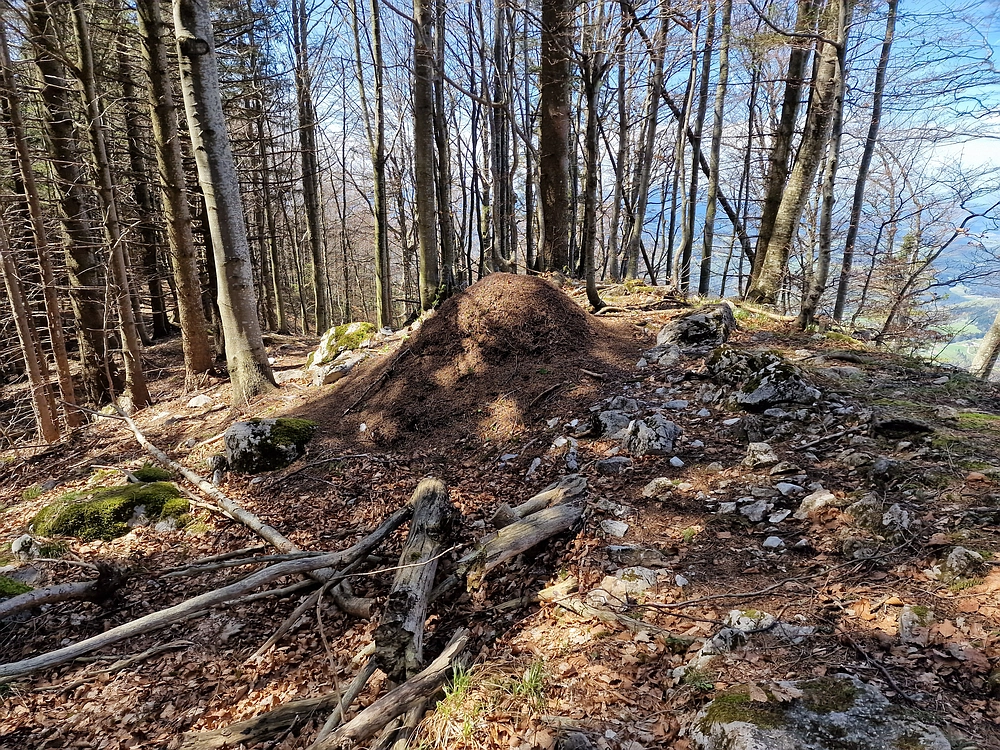 Slika je vidna v Google Chromu.