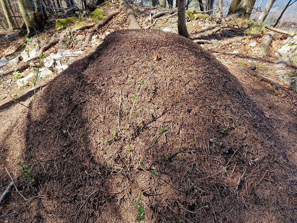 Slika je vidna v Google Chromu.