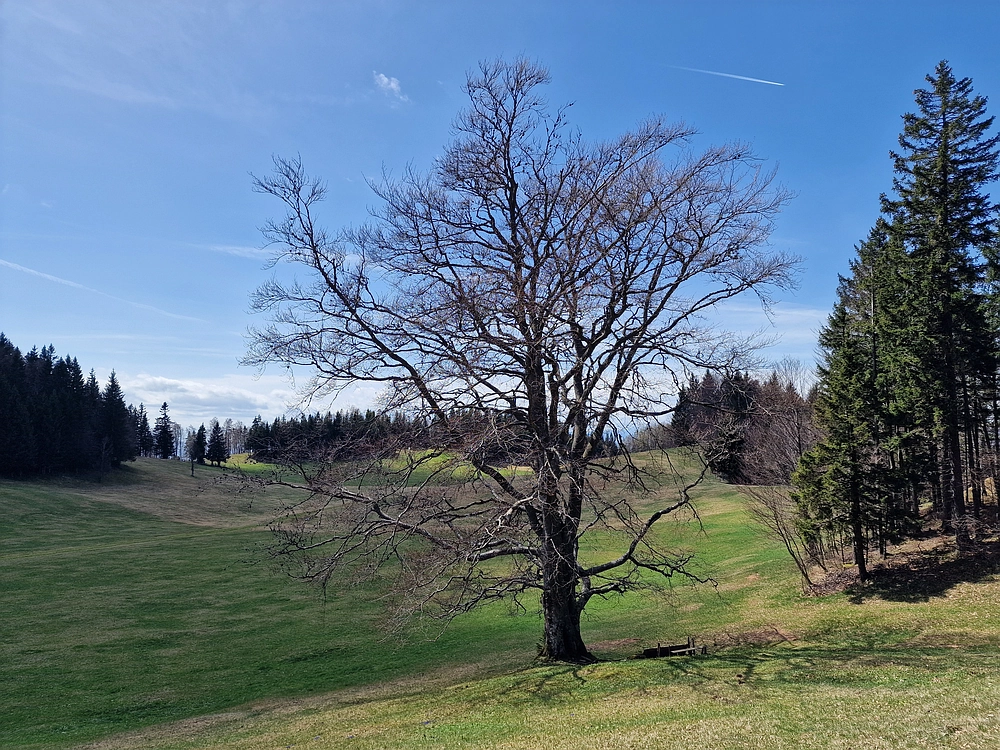 Slika je vidna v Google Chromu.