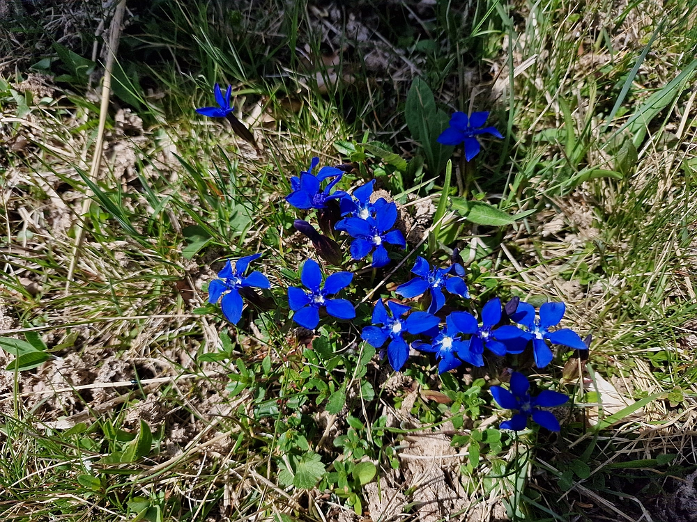Slika je vidna v Google Chromu.