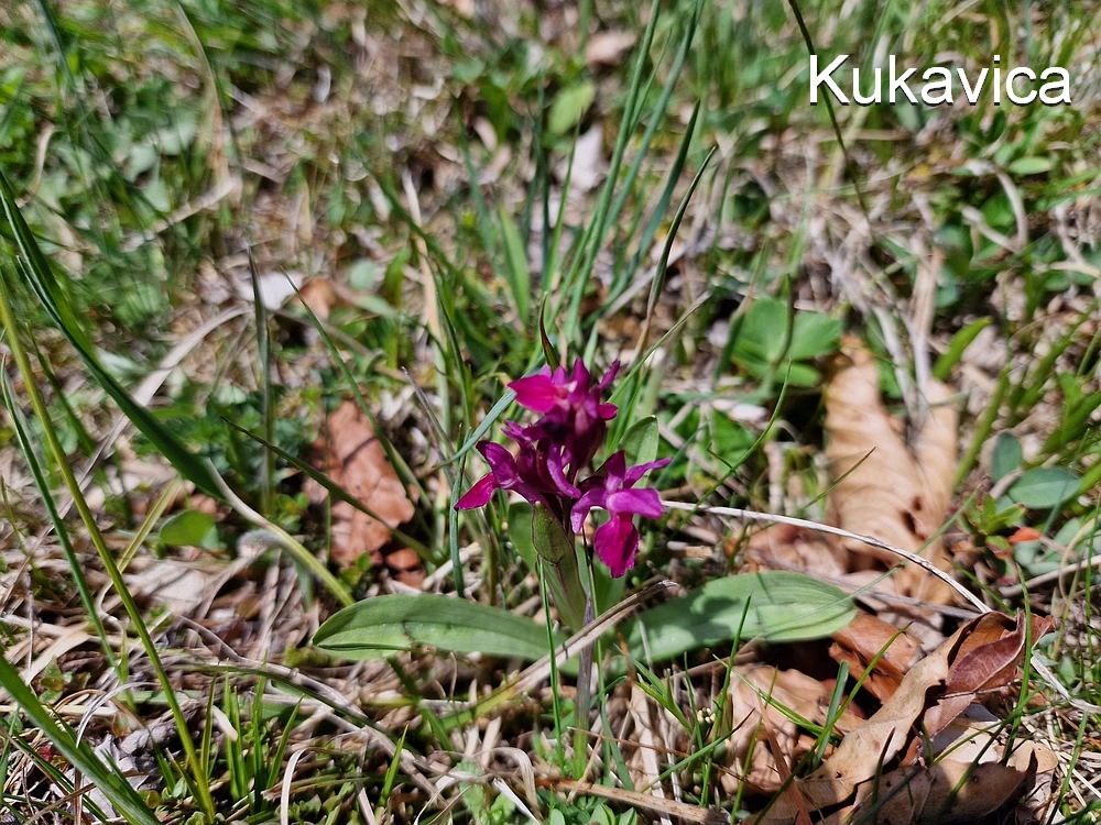 Slika je vidna v Google Chromu.