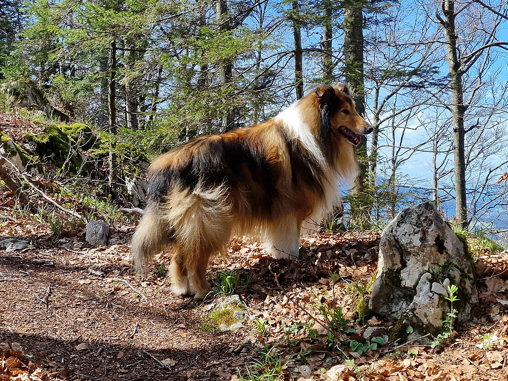 Slika je vidna v Google Chromu.