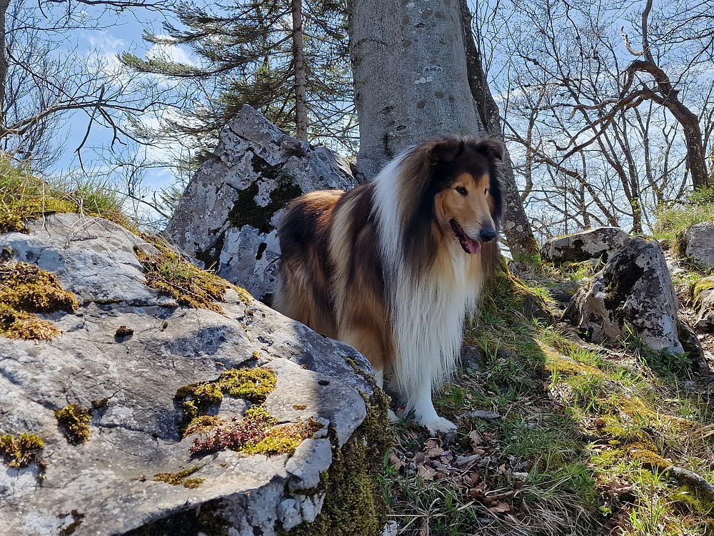 Slika je vidna v Google Chromu.