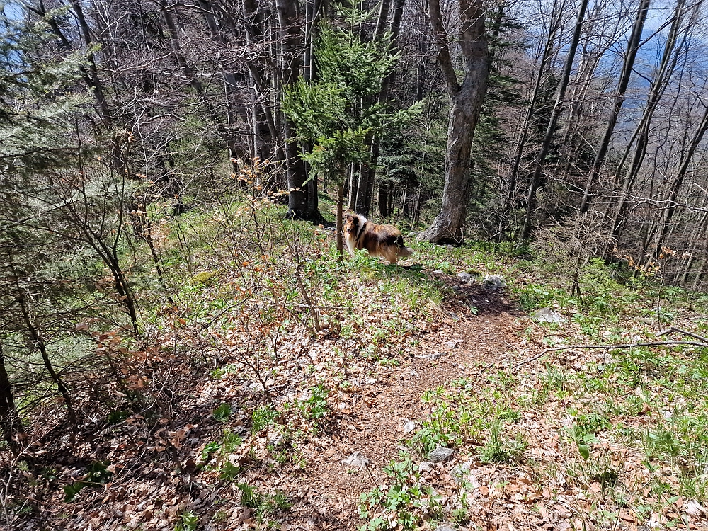 Slika je vidna v Google Chromu.