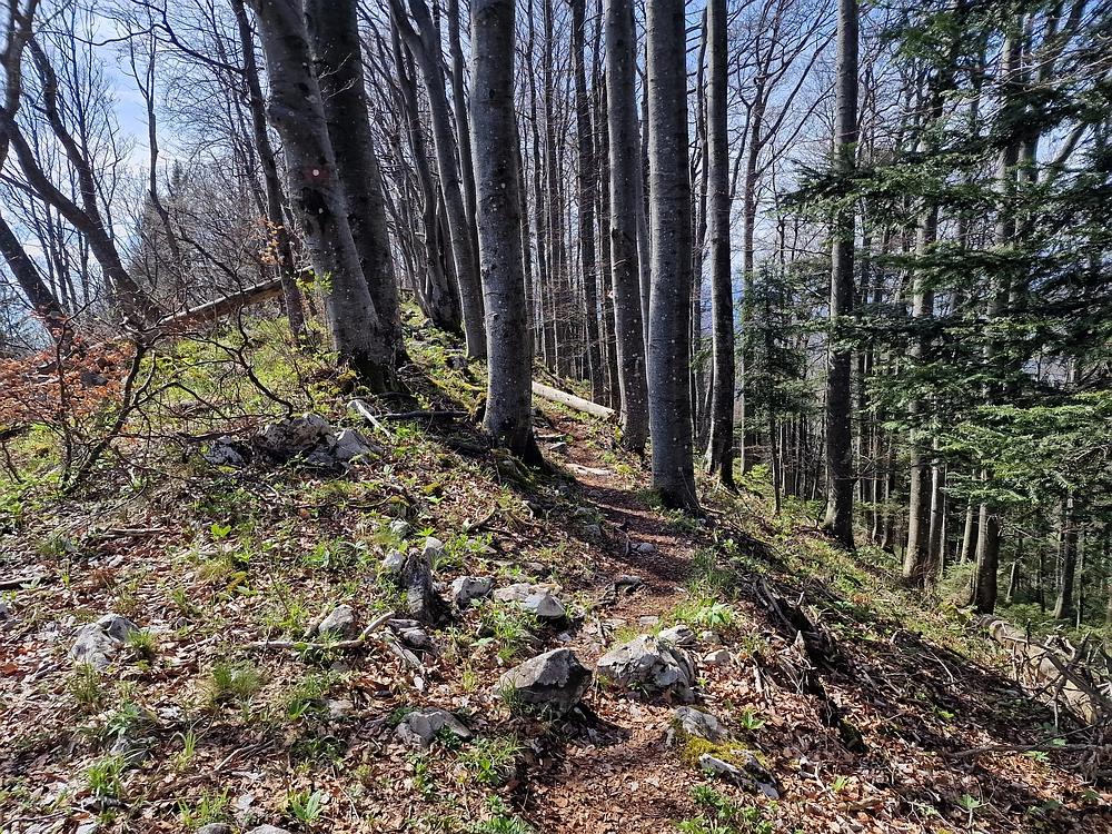 Slika je vidna v Google Chromu.