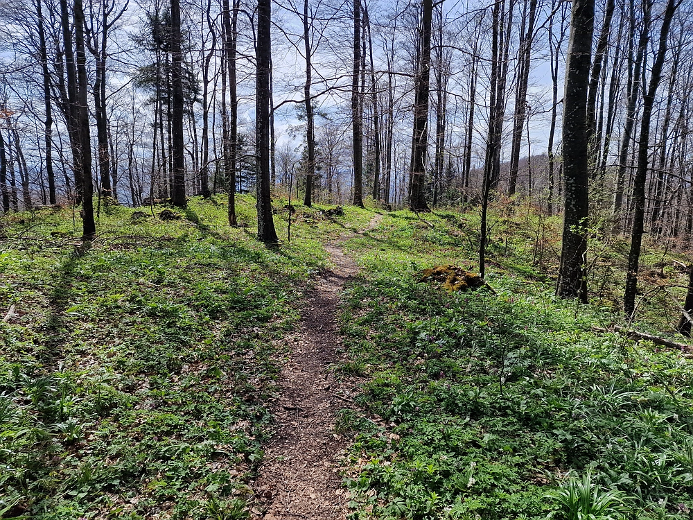 Slika je vidna v Google Chromu.