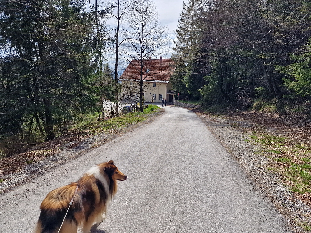 Slika je vidna v Google Chromu.