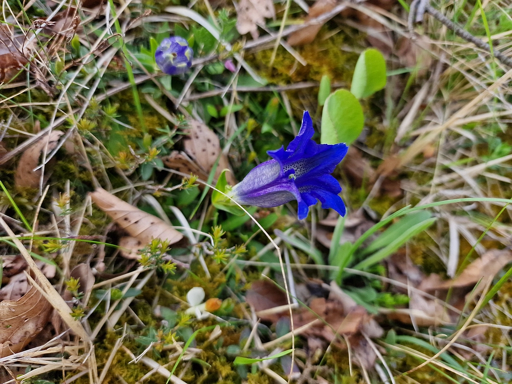 Slika je vidna v Google Chromu.
