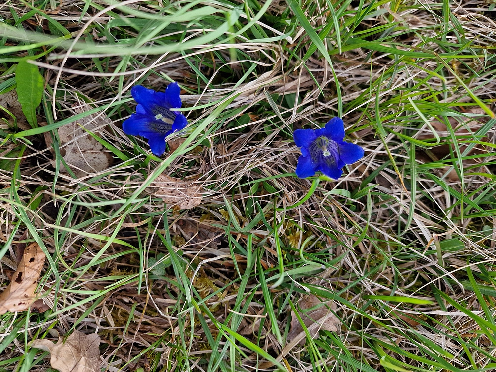 Slika je vidna v Google Chromu.