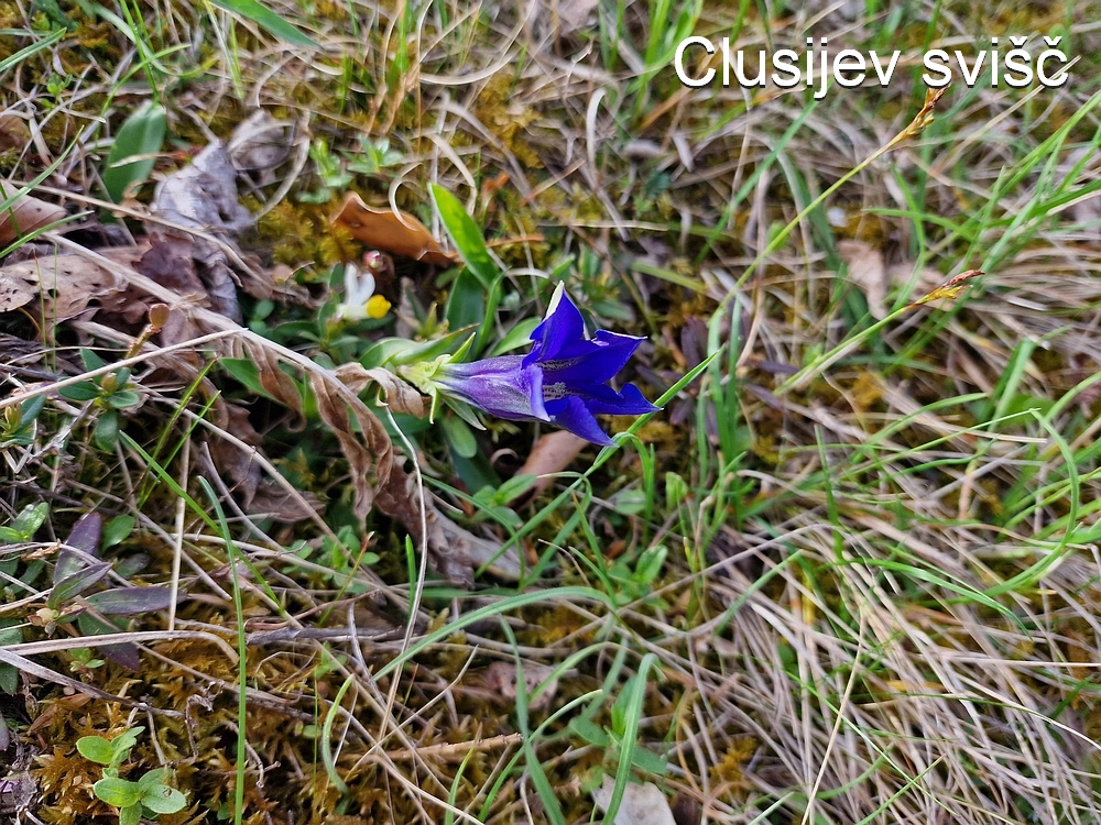 Slika je vidna v Google Chromu.