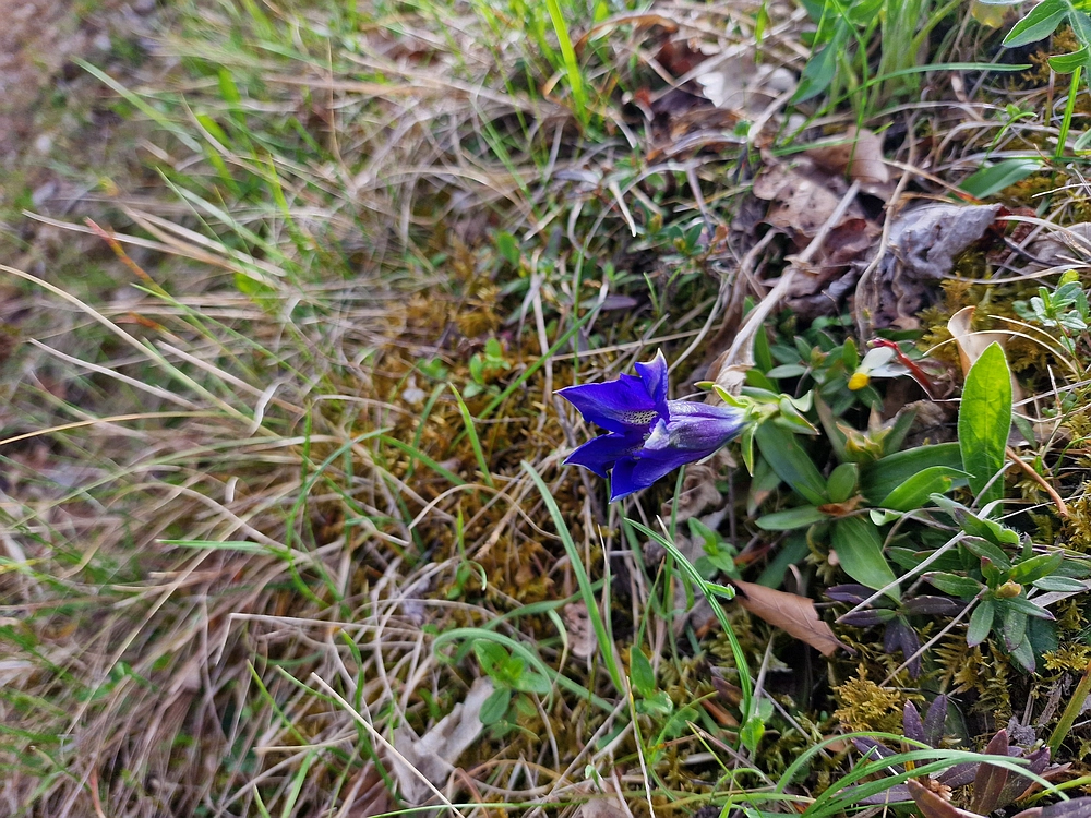 Slika je vidna v Google Chromu.