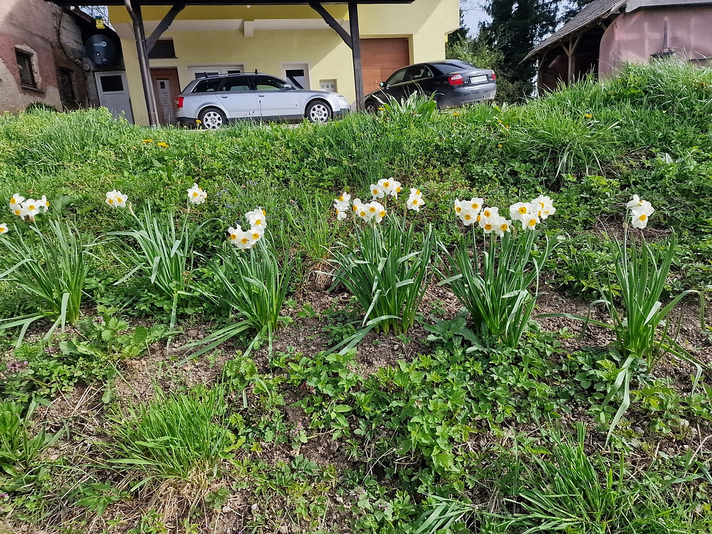 Slika je vidna v Google Chromu.