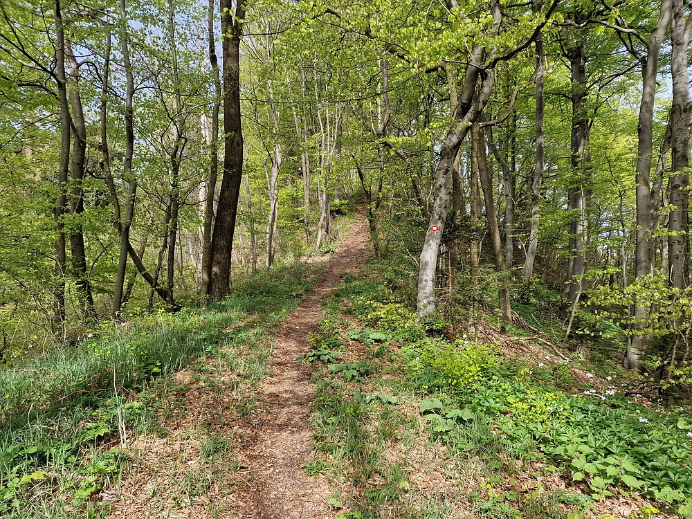 Slika je vidna v Google Chromu.