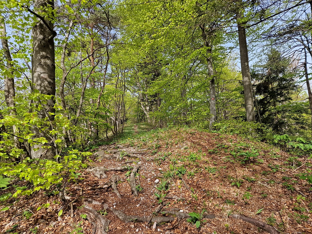 Slika je vidna v Google Chromu.