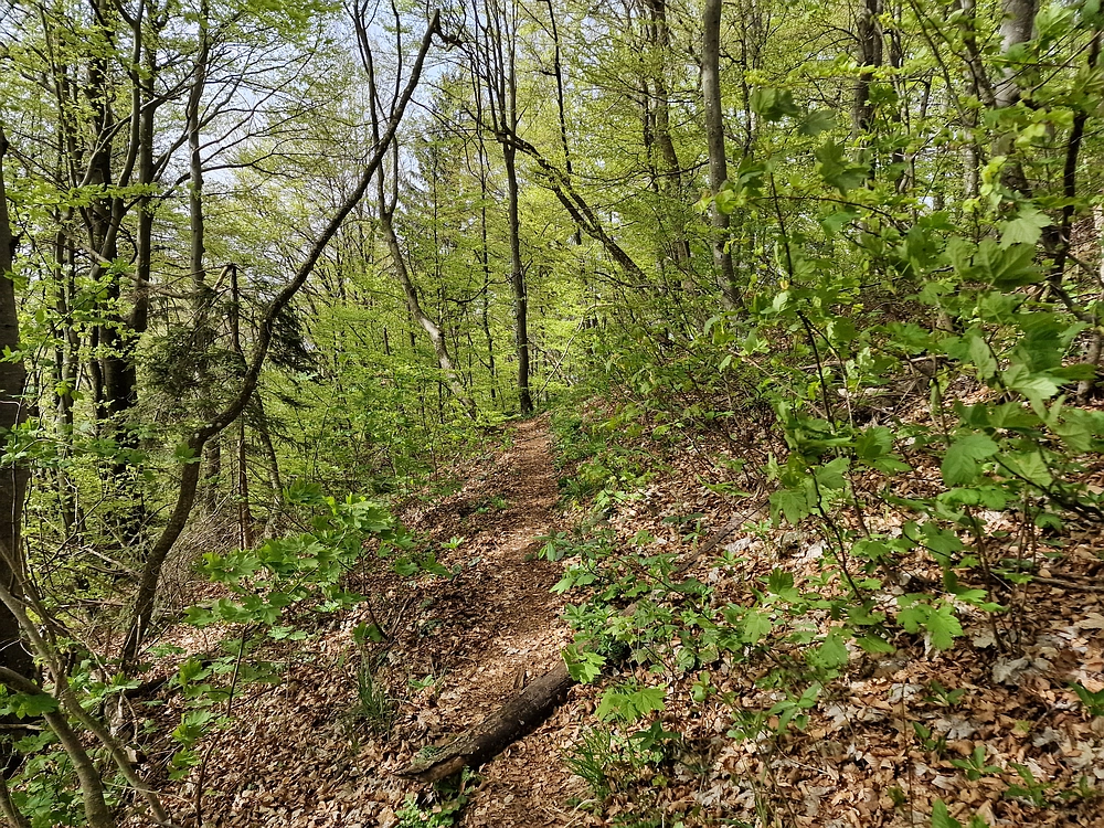 Slika je vidna v Google Chromu.