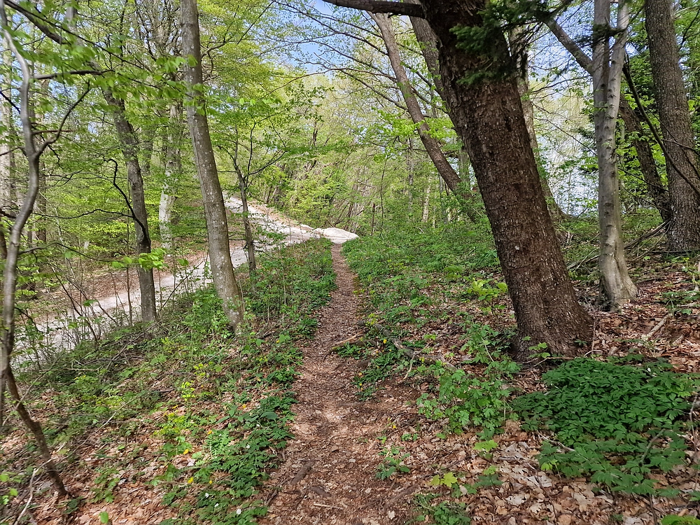 Slika je vidna v Google Chromu.