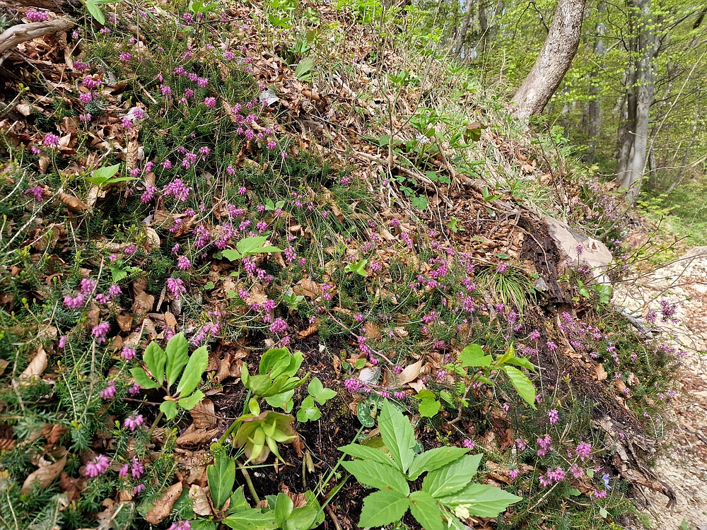 Slika je vidna v Google Chromu.