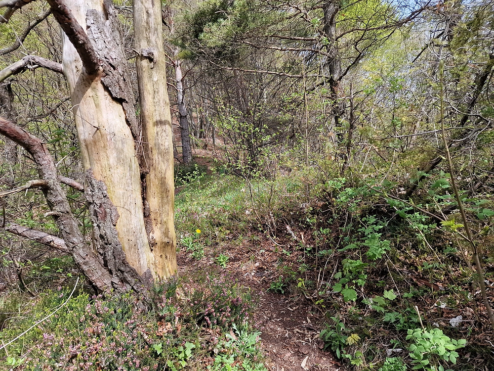 Slika je vidna v Google Chromu.