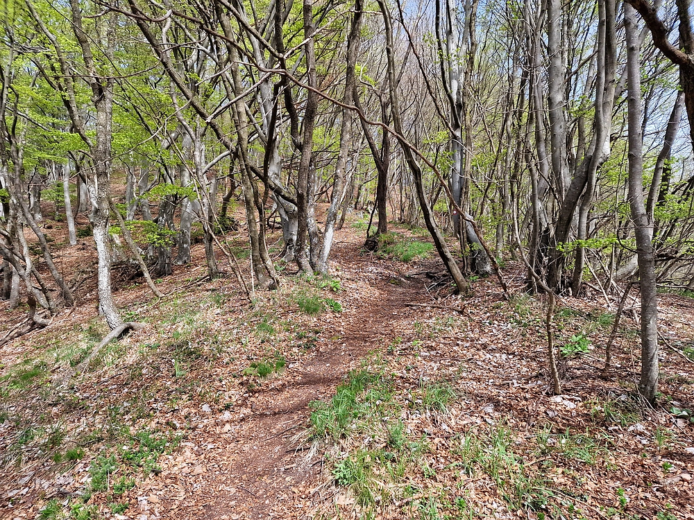 Slika je vidna v Google Chromu.