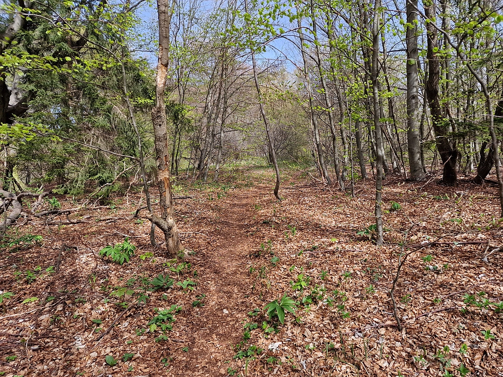 Slika je vidna v Google Chromu.