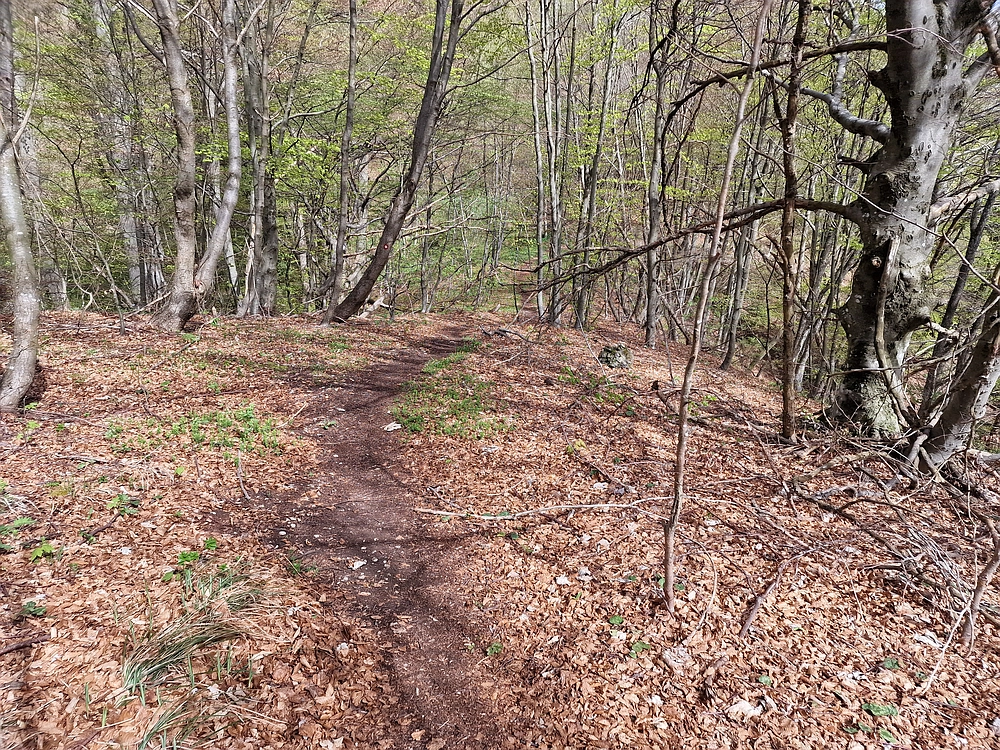 Slika je vidna v Google Chromu.