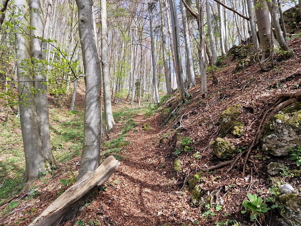 Slika je vidna v Google Chromu.