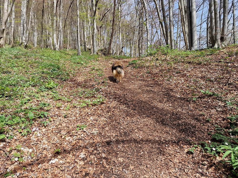 Slika je vidna v Google Chromu.