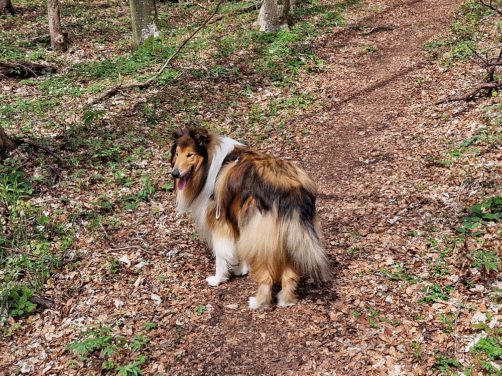 Slika je vidna v Google Chromu.