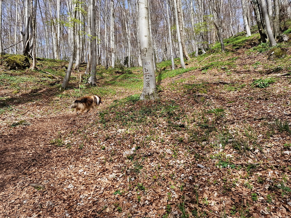 Slika je vidna v Google Chromu.
