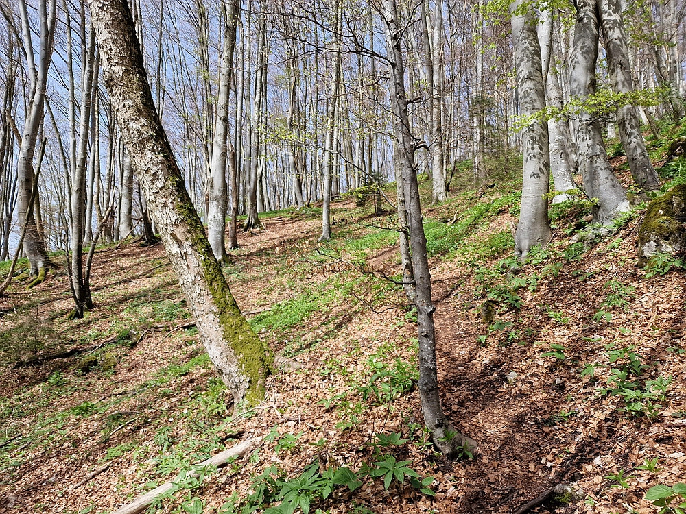 Slika je vidna v Google Chromu.