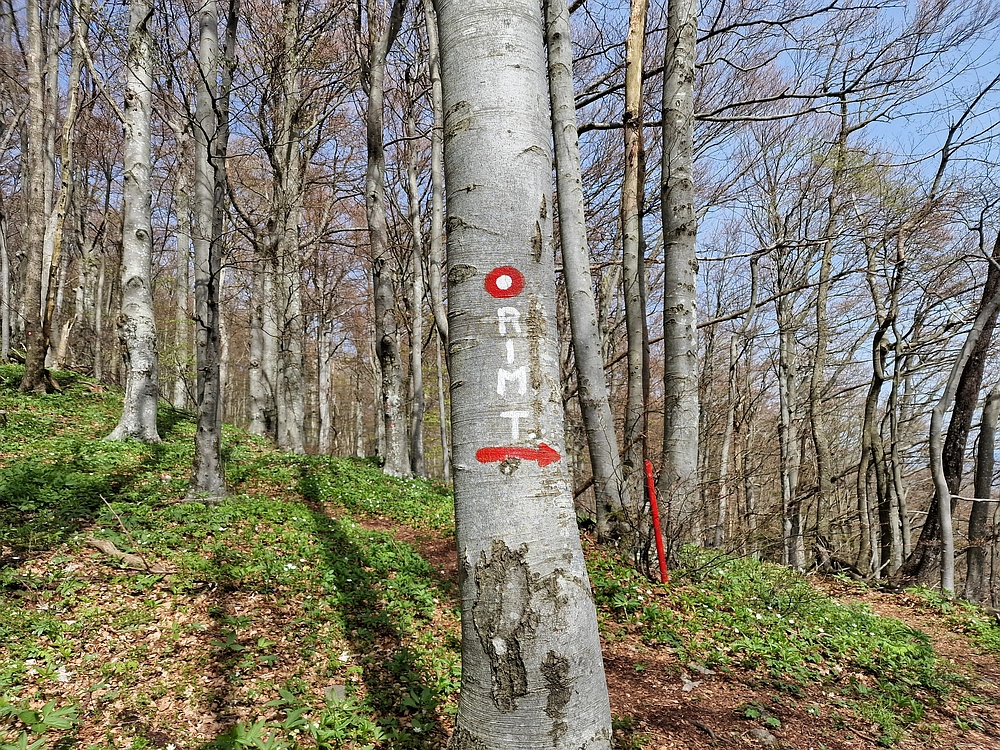 Slika je vidna v Google Chromu.