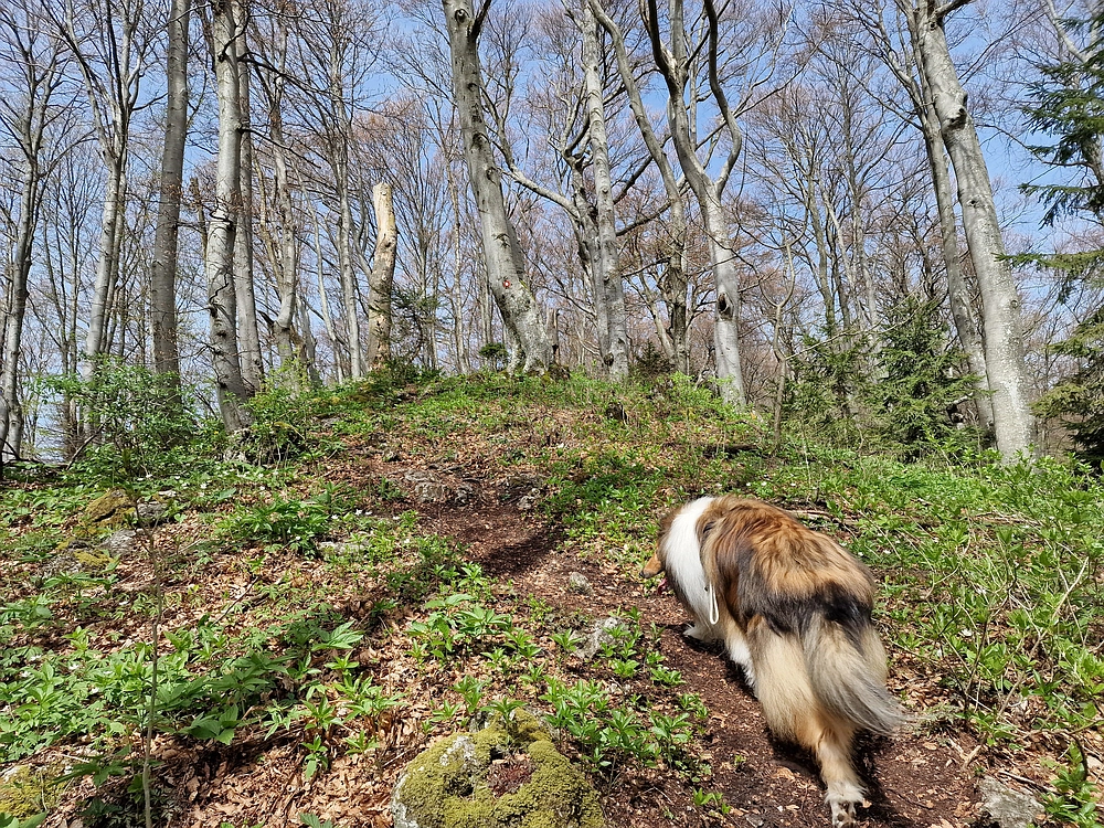Slika je vidna v Google Chromu.