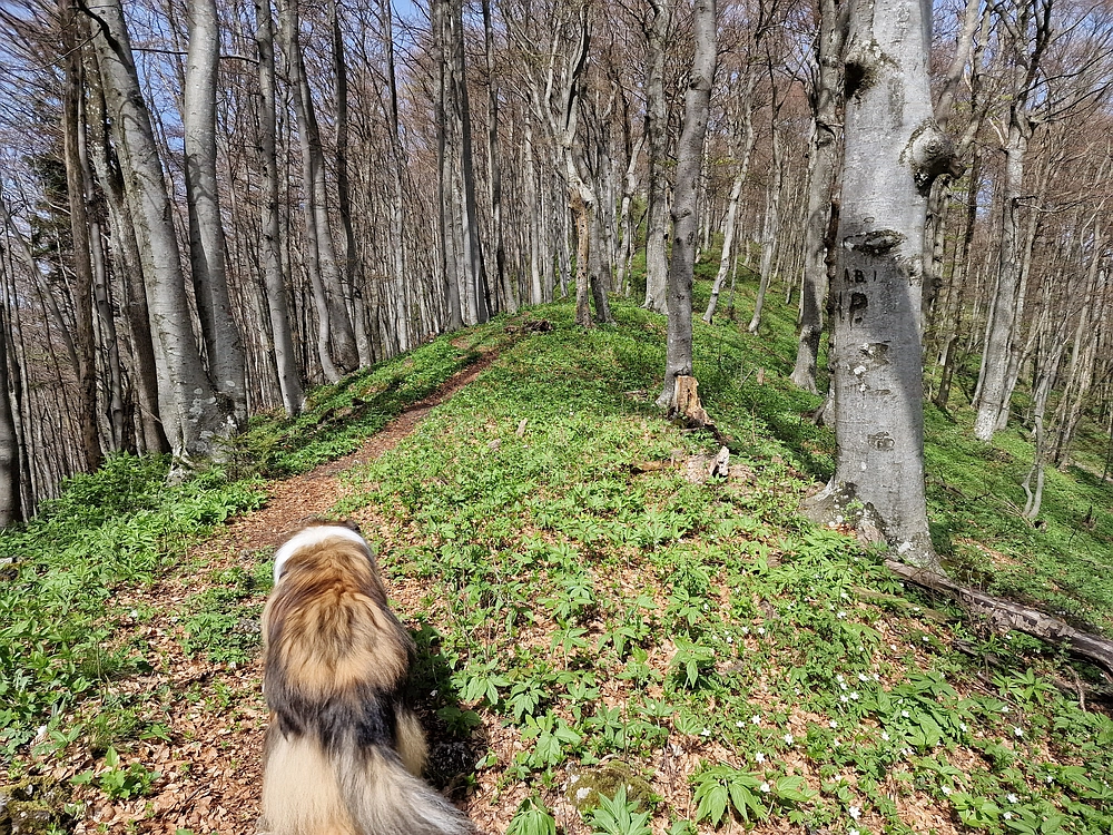 Slika je vidna v Google Chromu.