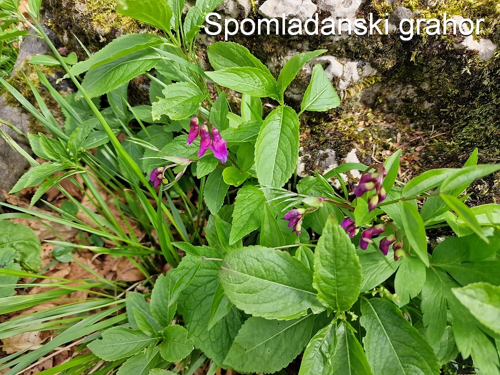 Slika je vidna v Google Chromu.