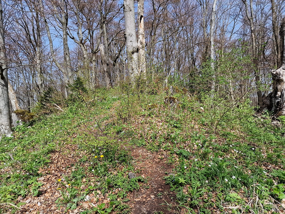 Slika je vidna v Google Chromu.