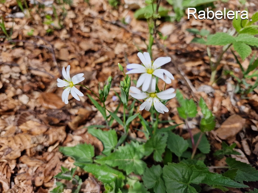 Slika je vidna v Google Chromu.