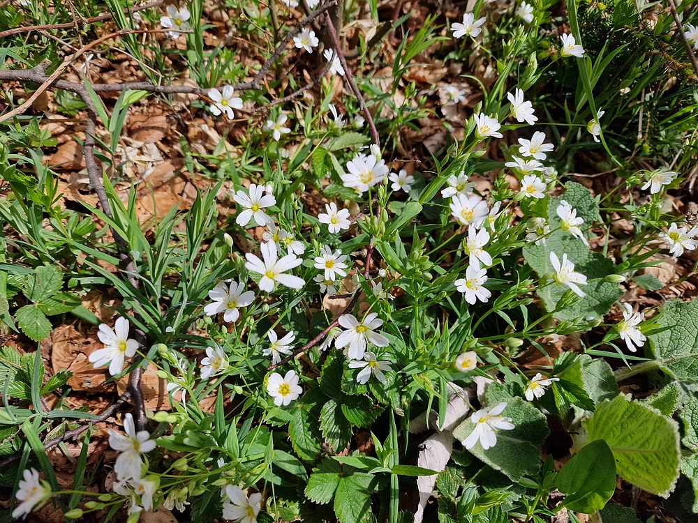 Slika je vidna v Google Chromu.