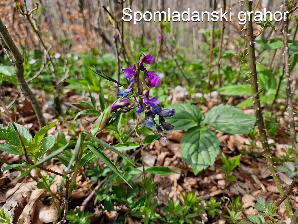 Slika je vidna v Google Chromu.