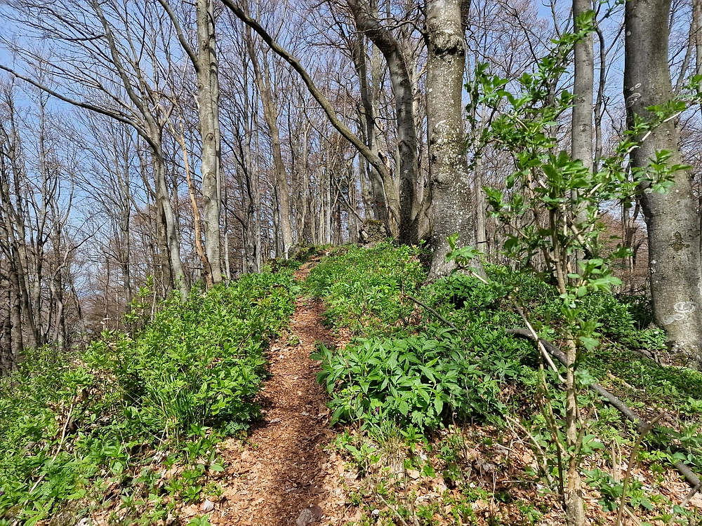 Slika je vidna v Google Chromu.