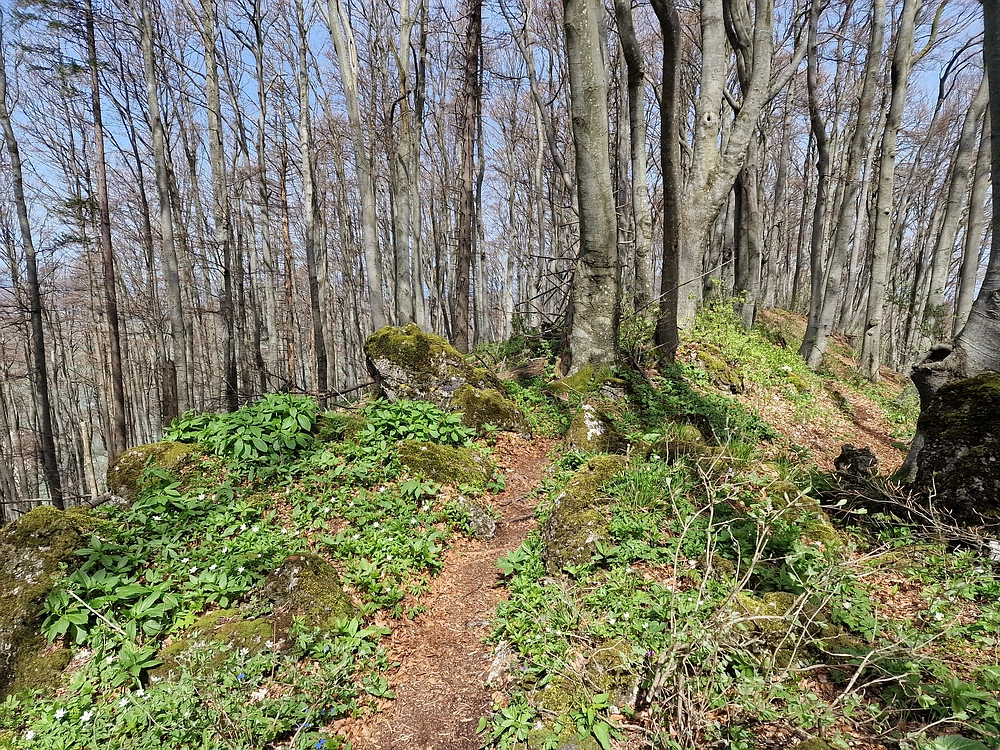 Slika je vidna v Google Chromu.